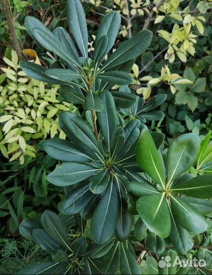 Смолосемянник питтоспорум 4 сорта