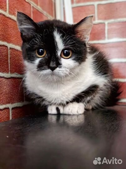 Котёнок девочка 2.5 месяца