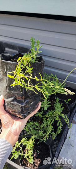 Лаванда Элеганс Пинк