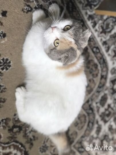 Шотландская вислоухая кошка бесплатно