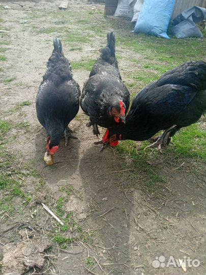 Куры деревенские