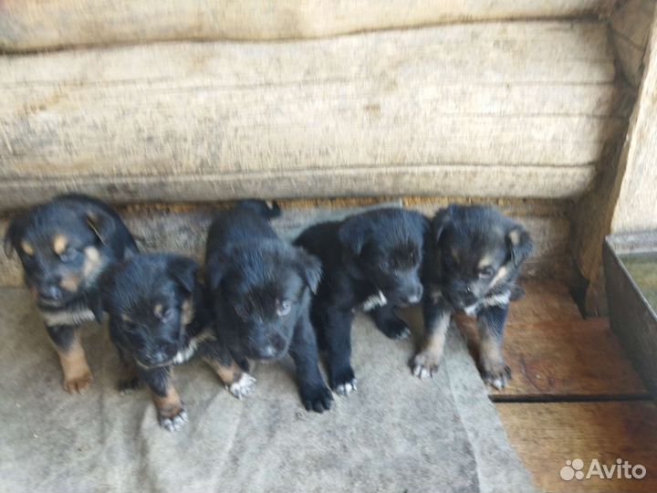 Щенки немецкой овчарки