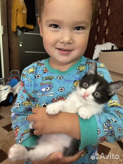 Отдам в добрые руки