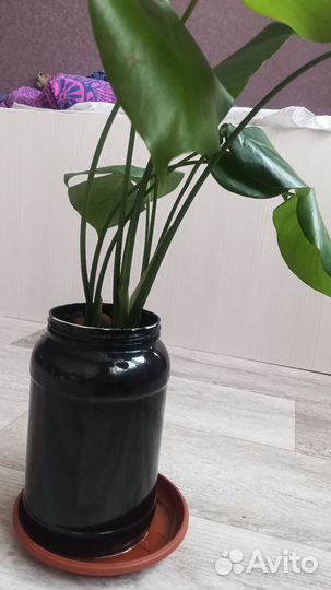 Монстера деликатесная