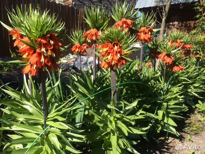 Рябчик луковицы