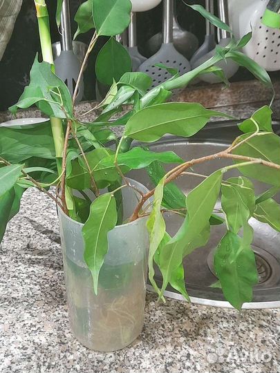 Фикус ростки