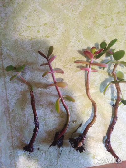 Денежное дерево. Толстянка