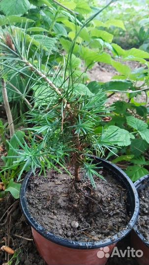 Сосна крымская, саженцы