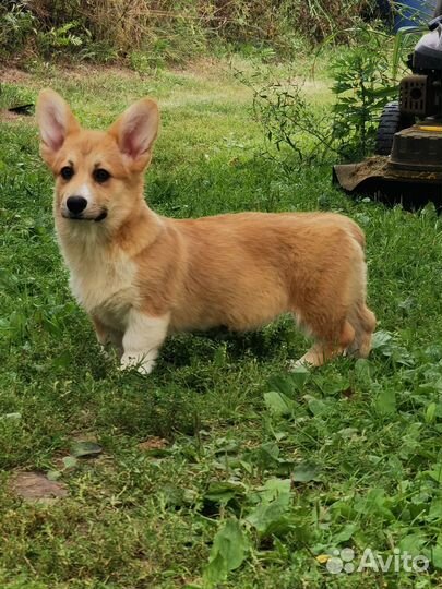 Щенки Корги Пемброк Девочка