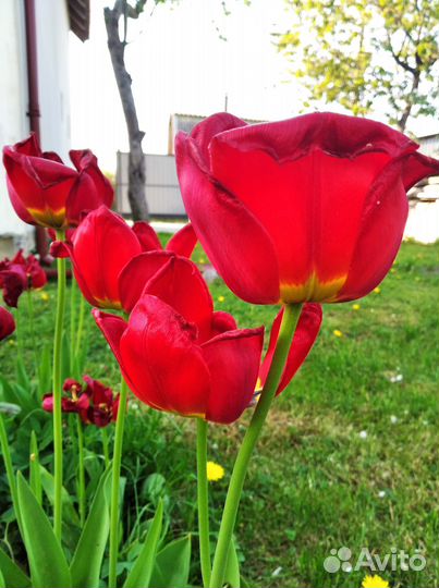 Луковицы тюльпанов