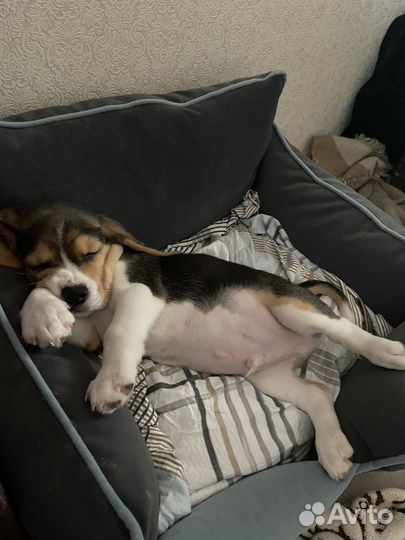 Кобель вязка Бигль