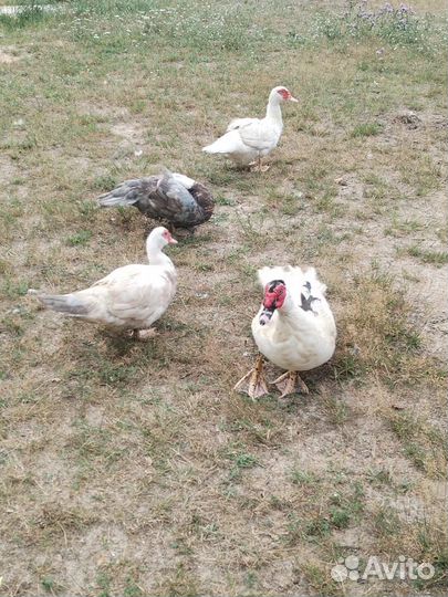 Мускусные утки