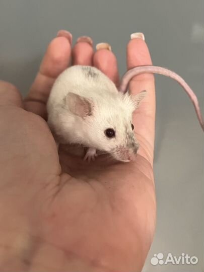 Мышь декоративная