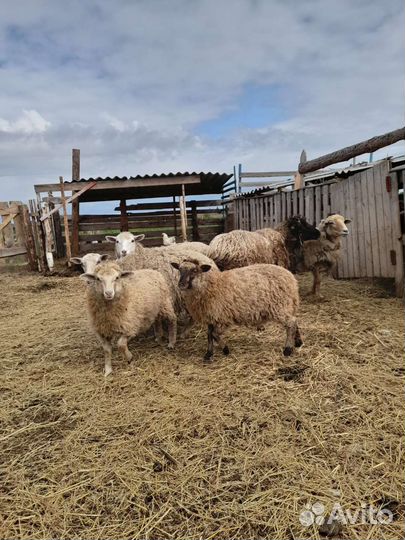 Овцы бараны