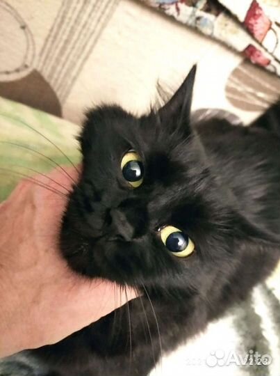 Черная кошечка