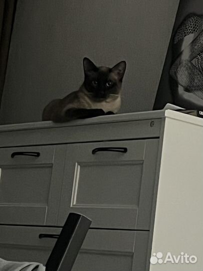 Сиамский кот