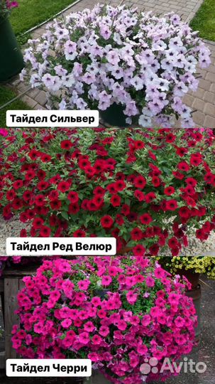 Рассада петунии тайдел