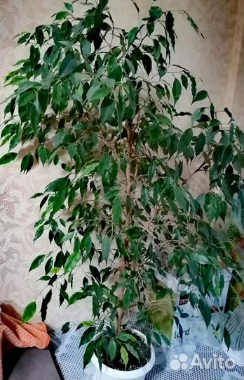 Фикус бенджамина