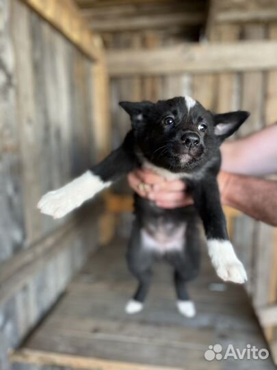 Щенки русско европейской лайки