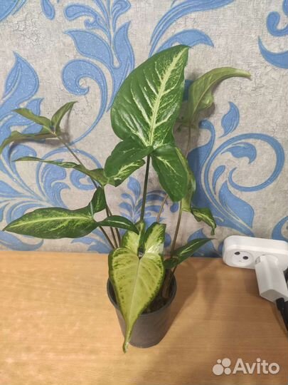 Сингониум конфетти, pink neon, imperial white