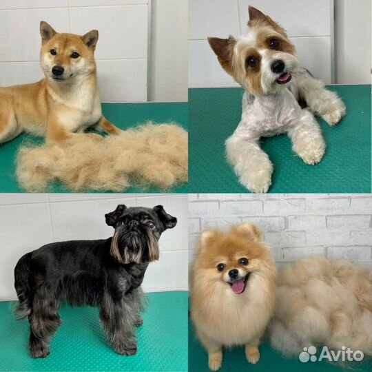 Груминг/Стрижка собак