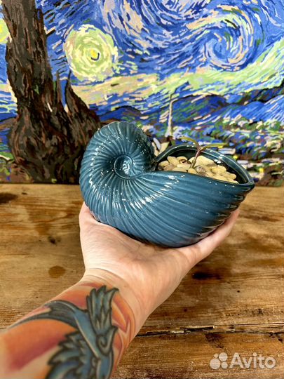 Денежное дерево в ракушке-наутилусе