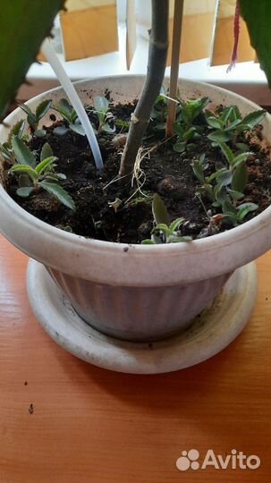 Каланхоэ лечебное