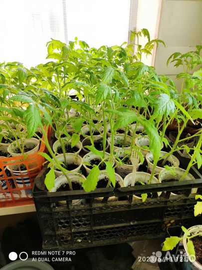 Рассада помидоров томатов