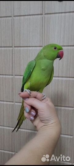 Ожереловый попугай Крамера птенцы