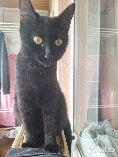 Кошка стерилизованная