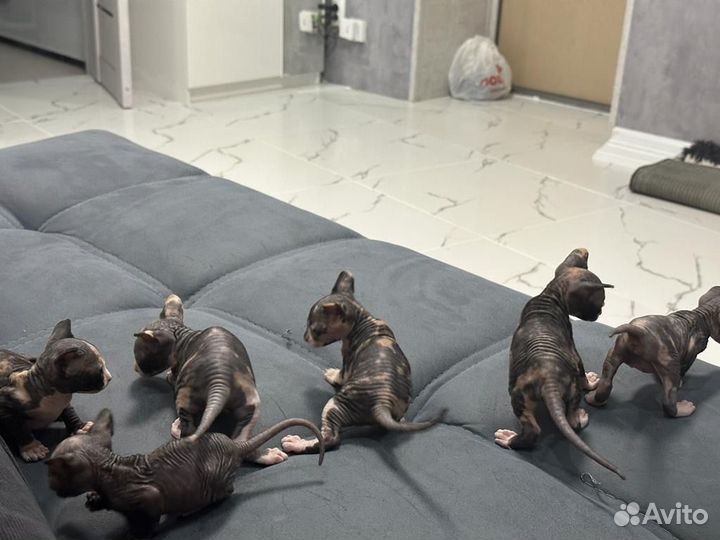 Канадский сфинкс