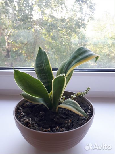 Сансевиерия металлика