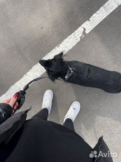 Самец вязка