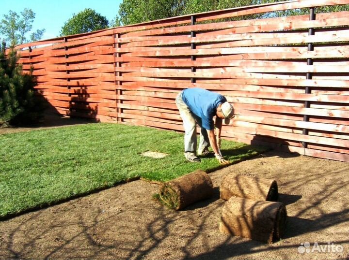 Газонная трава в рулонах