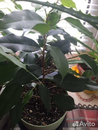 Комнатные растения цветы