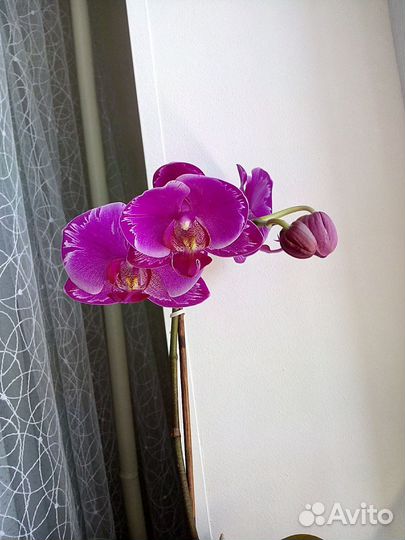 Орхидея сортовая
