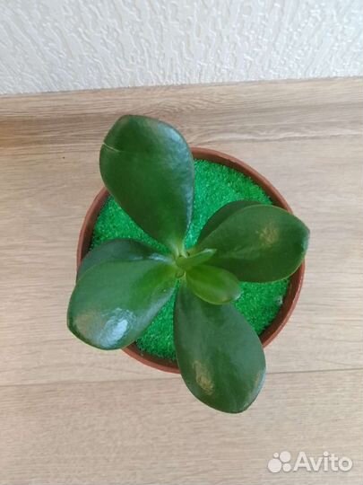 Красулла (толстянка)