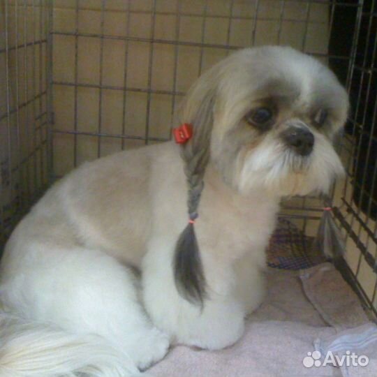 Груминг с выездом на дом. юао