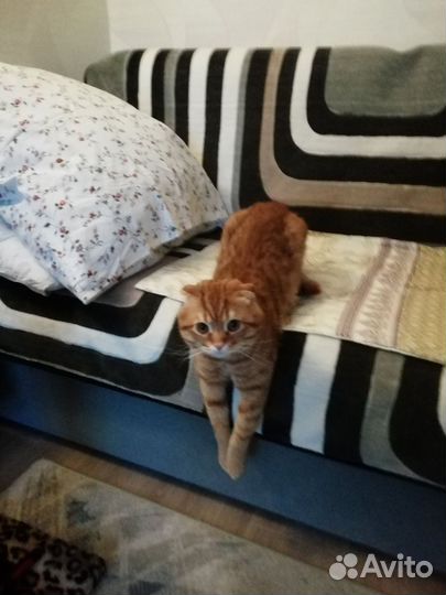 Кот для вязки