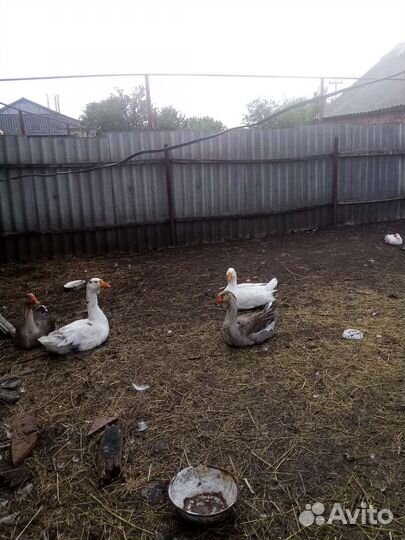 Холмогорские гуси