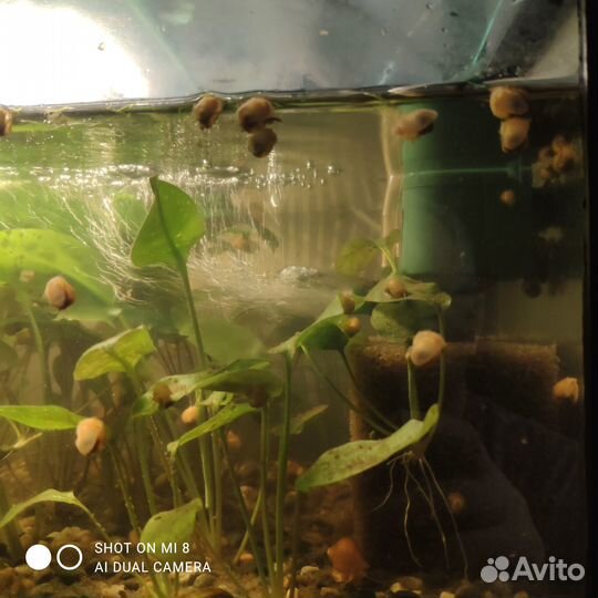 Улитки ампулярия мелкая