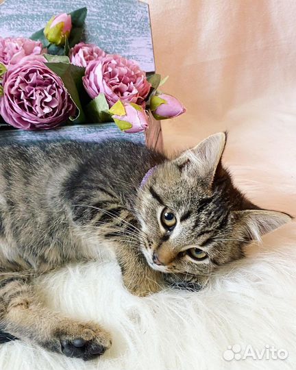 Котенок