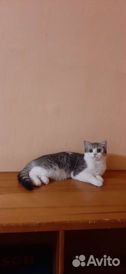 Британские котята