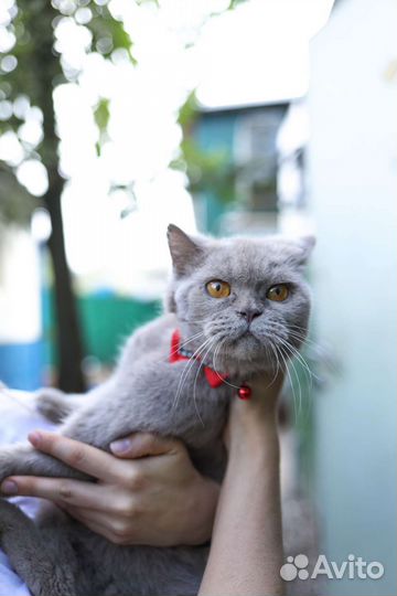 Лиловая британка в дар