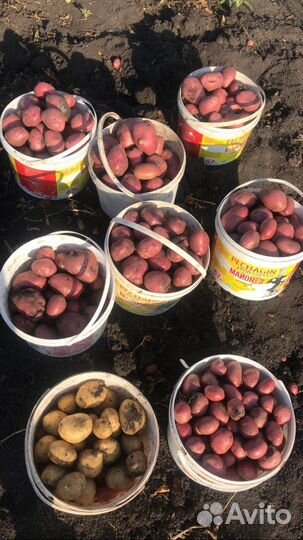 Семенной картофель