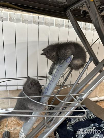 Отдам котенка в добрые руки
