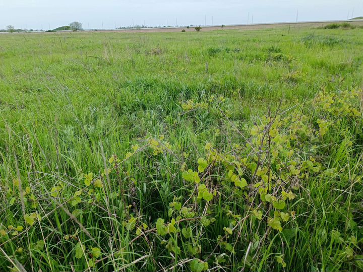 Участок 100 сот. (СНТ, ДНП)