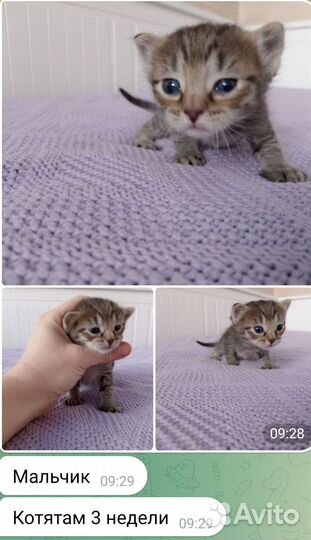 Котята в дар бесплатно
