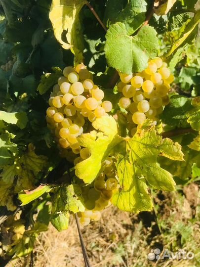 Виноград пино