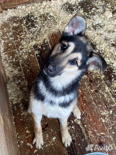 Молодая собачка ждёт тебя